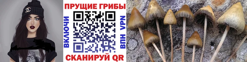Псилоцибиновые грибы Cubensis Кондрово